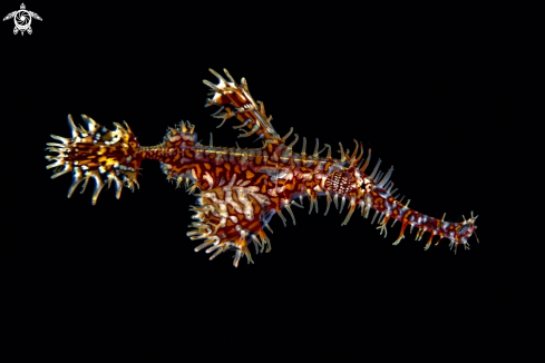 A Pipefish