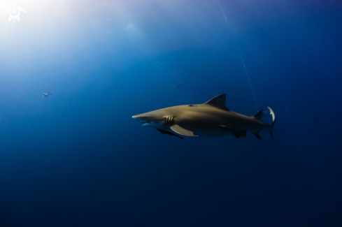 A Negaprion brevirostris | Lemon Shark