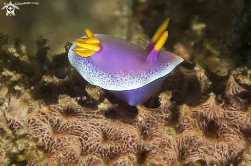 A  Hypselodoris apolegma | 