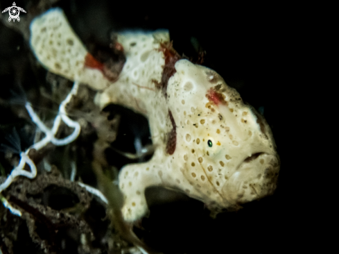 A Antennarius pictus | Painted frogfish