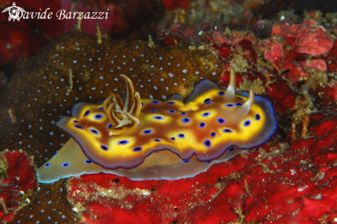 A Nudibranch