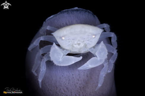 A Pink Tube Sponge Crab