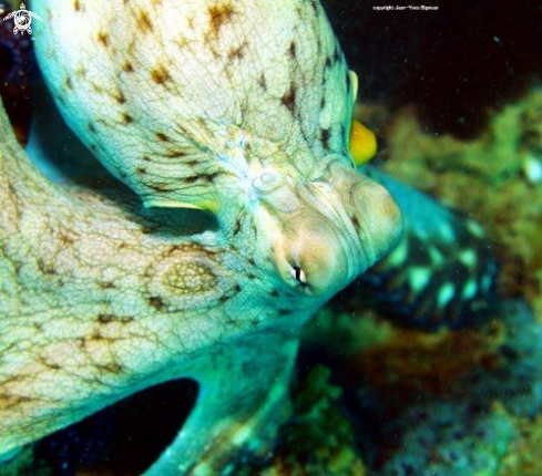 A Octopoda | Octopus Balaclava Turtle Bay ,Mauritius