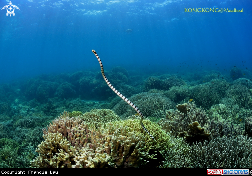 A Sea Snake