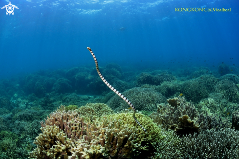 A Sea Snake