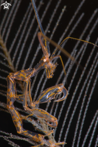 A Skeleton Shrimp