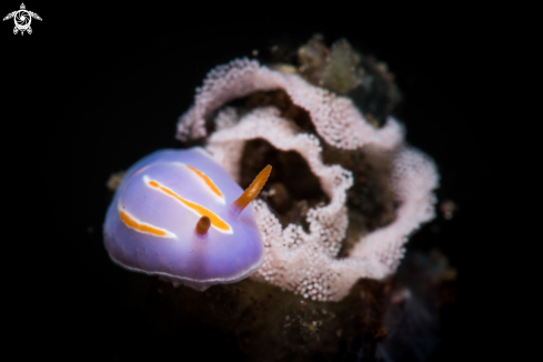 A Nudibranch