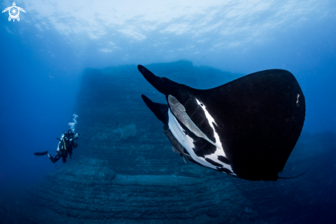 A Oceanic giant manta ray
