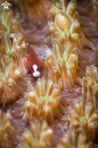 A Bulbonaricus brauni | Pugheaded pipefish