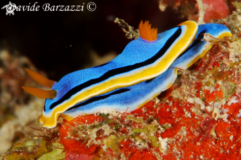 A Chromodoris annae | Chromodoris