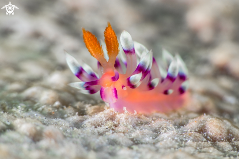 A Nudibranch