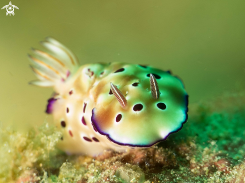 A Nudibranch