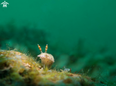 A Hyselodoris sp | Nudibranch