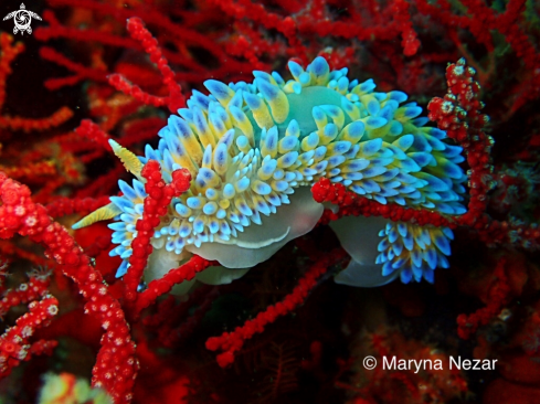 A Nudibranchs