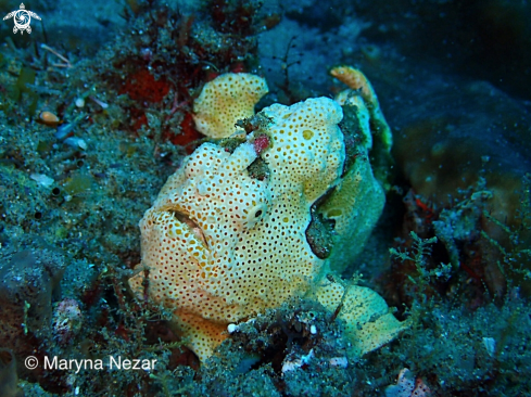 A sea life from Southern Africa