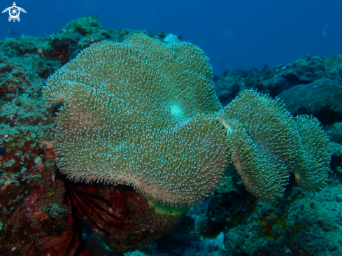 A sea life from Southern Africa