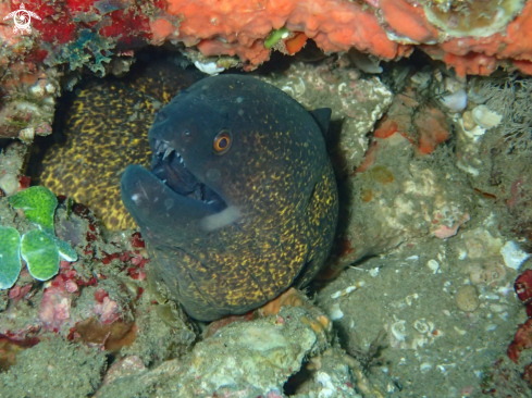 A sea life from Southern Africa