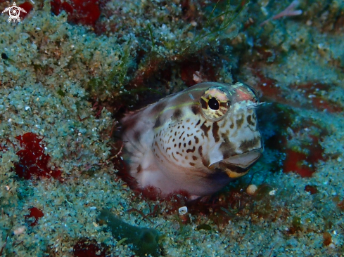 A sea life from Southern Africa