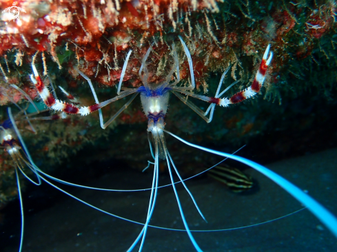 A sea life from Southern Africa