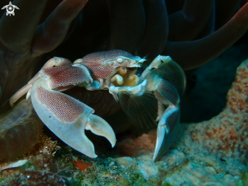 A sea life from Southern Africa