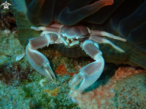 A sea life from Southern Africa