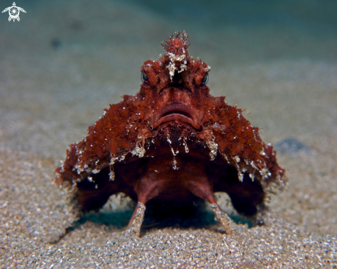 A Batfish