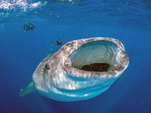 A Whale Shark