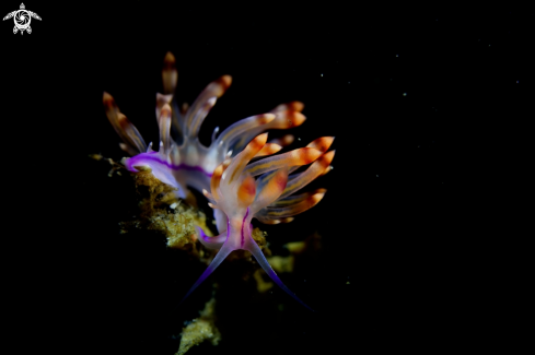 A Nudibranch