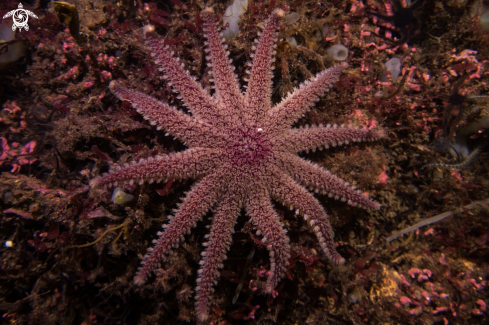 A Common Sunstar