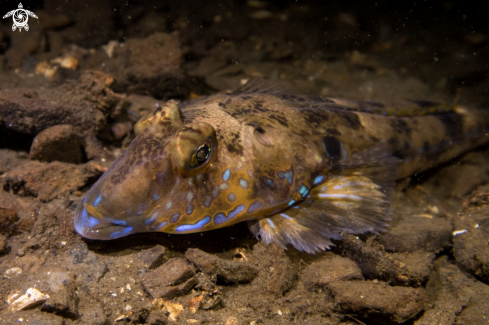 A Common Dragonet