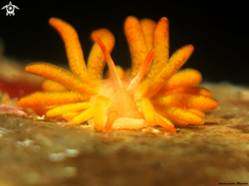 A Nudibranch