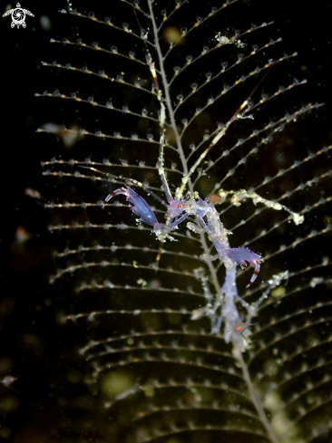 A Skeleton shrimp