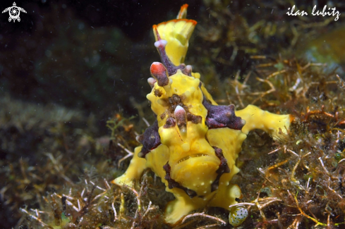 A frogfish