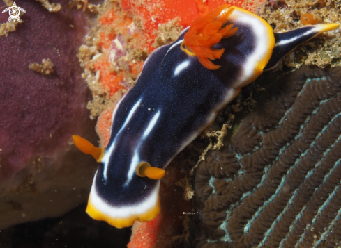 A Chromodoris africana | African Doris