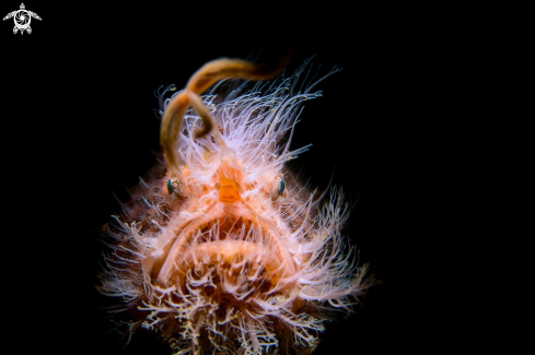 A Antennarius striatus | hairy frogfish