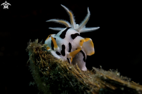 A Chromodoris Sp