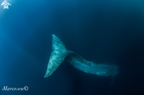 A Blue whale