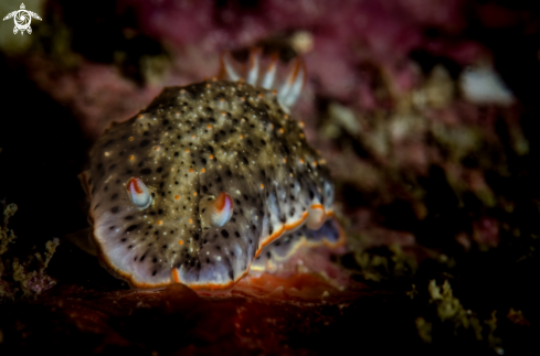 A Nudibranch