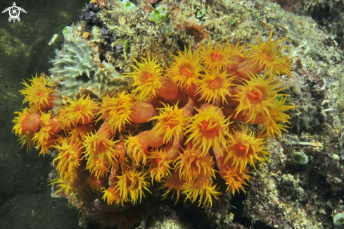 A soft corals