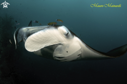 A Mantas and friends