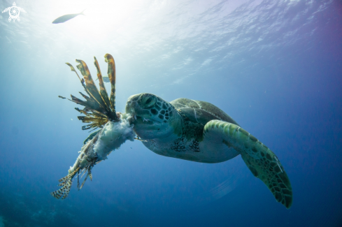 A Green turtle