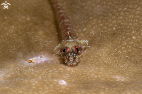 A Common goby