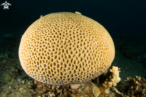 A Brain coral