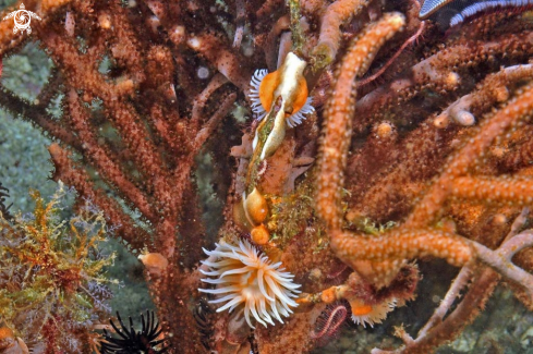 A anemone colony