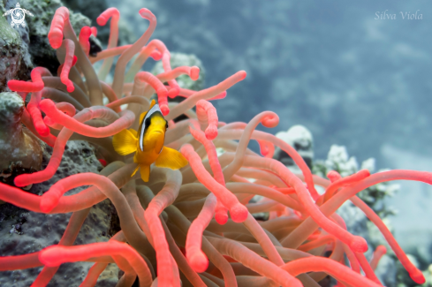 A Two-banded Anemonefish