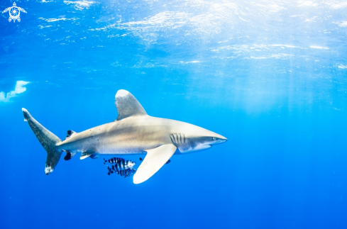 A ocean withe trip shark | ocean withe trip shark