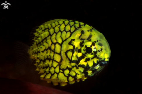 A Pineapple fish