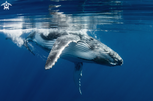 A Humpback whale calf