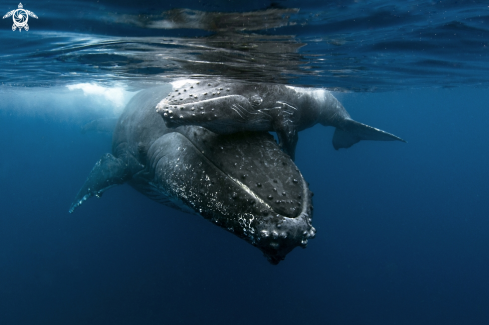 A Humpback whales