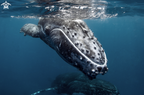 A Humpback whales